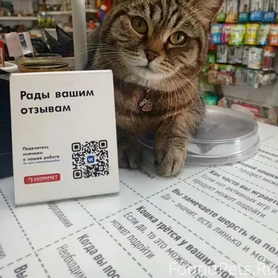 Пропала кошка Марго, Челябинск, Птичий рынок