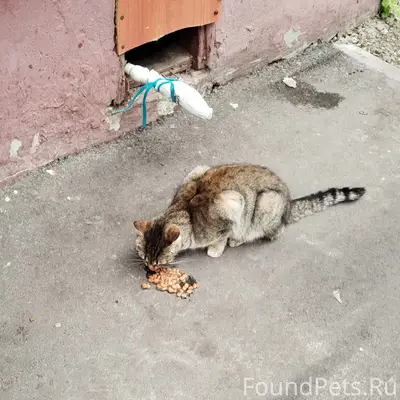 Найдена кошка, Фокинский район Брянска