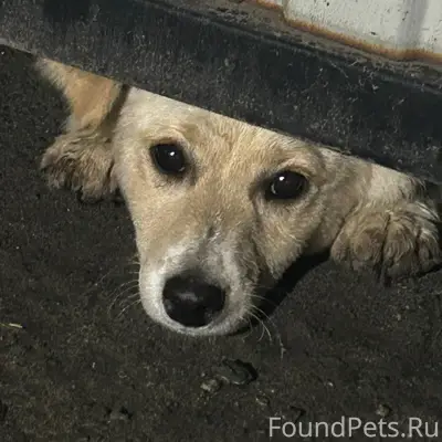 Найдена собака, район вокзала