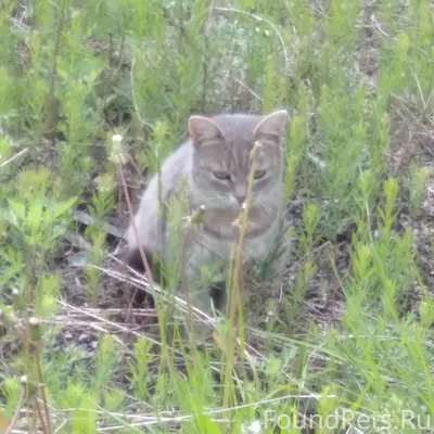 Найден кот, посёлок Черёмушка