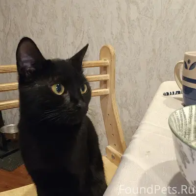 Найдена кошка, похожа на бомбейскую, улица Петра Алексеева