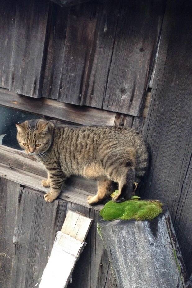 Пропал кот, деревня