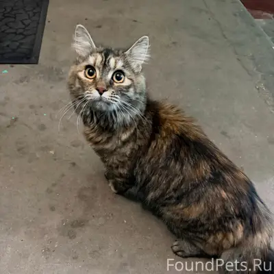 Найдена кошка, Московский район