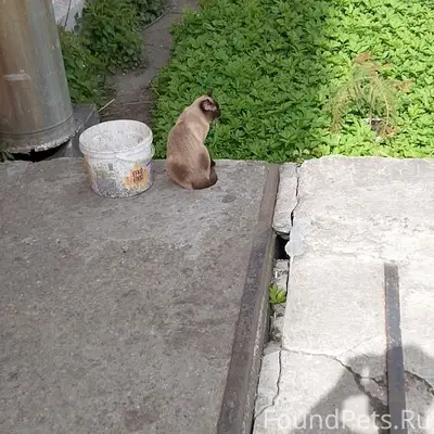 Пропал сиамский кот, Мурманск