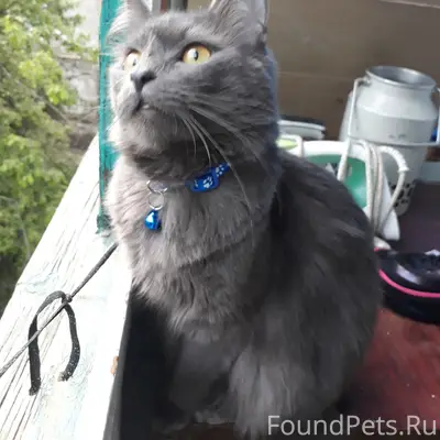Пропал котик Чип, переулок Бетонный