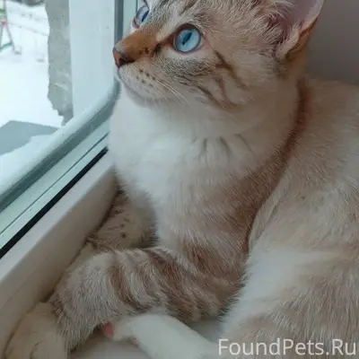 Пропал котёнок, Челябинск, Ленинский район