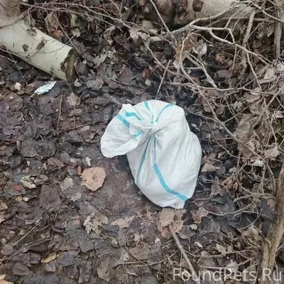 Найдены котята в лесу, нуждающиеся в помощи