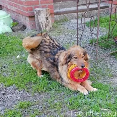 Пропала собака Буся, Батайск