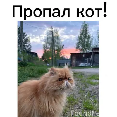 Пропал персидский кот Нафаня, ул. Красная гора