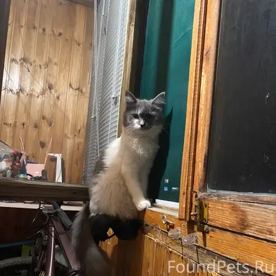 Пропала кошка Рима, деревня Журавец