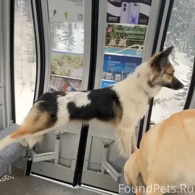Пропала собака Сухарик, район Барантала