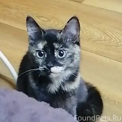 Пропала кошка, район кафе Миг и бит