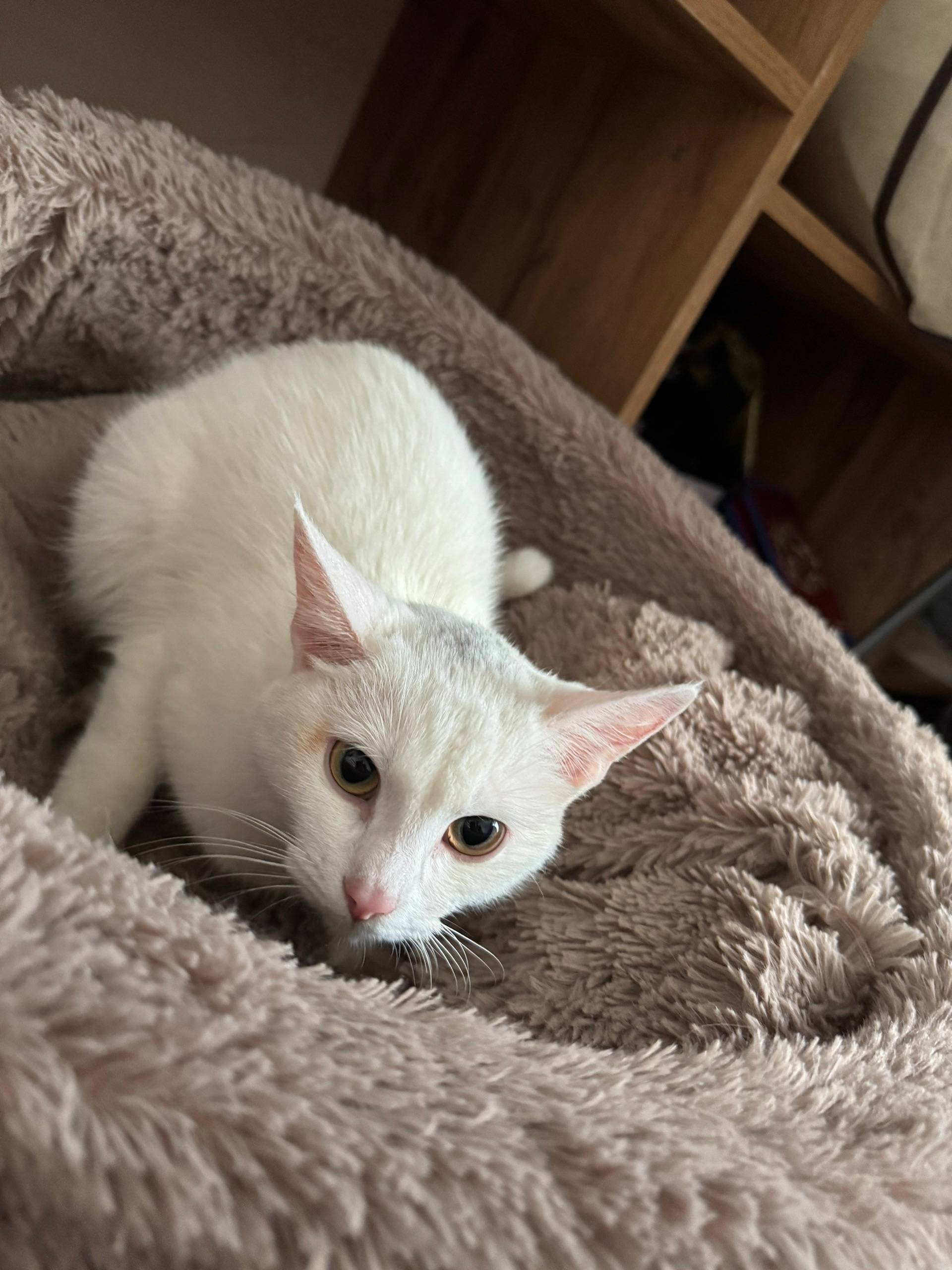Найдена кошка, без породы, без клички