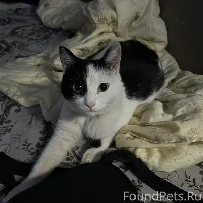 Пропала кошка Ася, Красноуральская, Ключевская, Татищева
