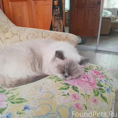 Пропала кошка Яся, Гончарная 4