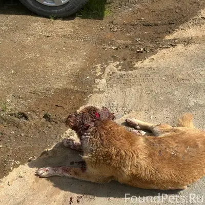 Найдена собака Бедося, Сергиев Посад