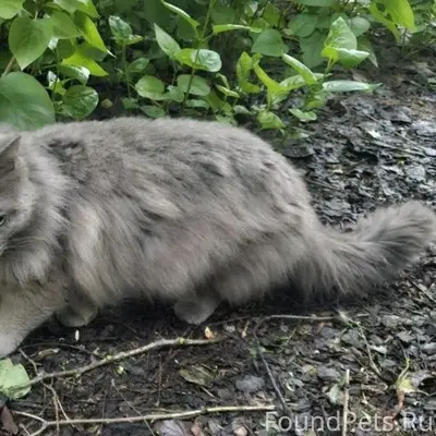 Нашли серого кота