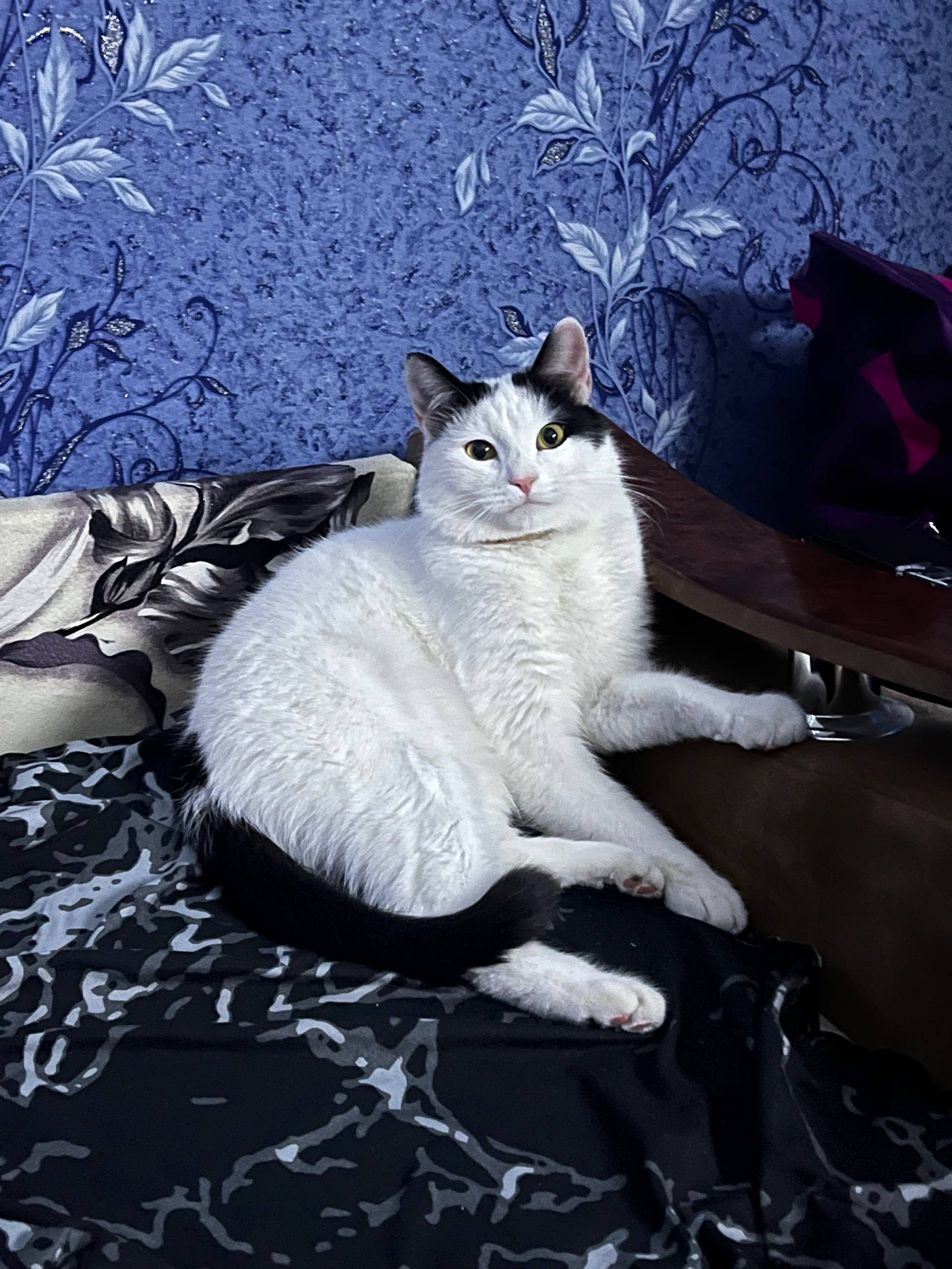 Пропал кот Тоша, Макасово