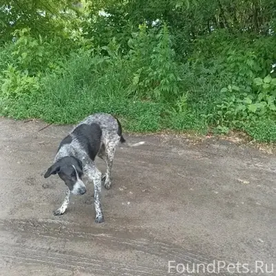 Пропала собака, у понтонного моста