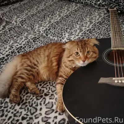 Пропал кот, район музея