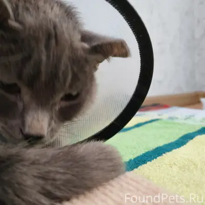Найден кот, Черниковка, Первомайская 71 а