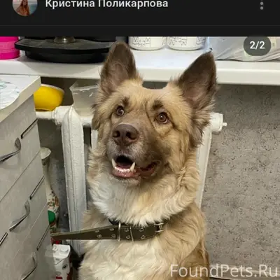 Найден кобель, ищем новых хозяев