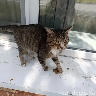Найден кот, район Воровского