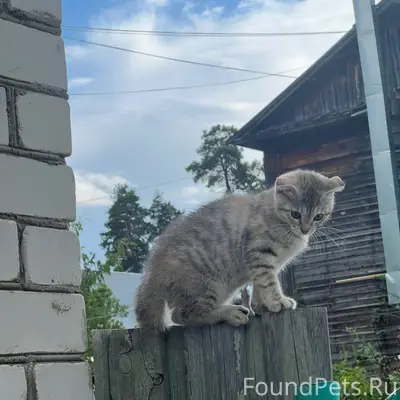 Найдена кошка, Новостройка