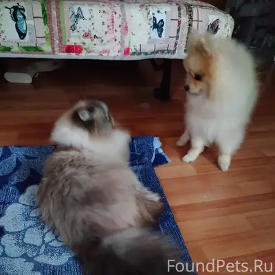 Пропала кошка