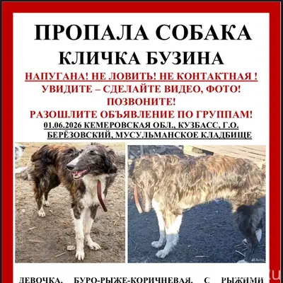 Пропала русская псовая борзая Бузина, Кемеровская область