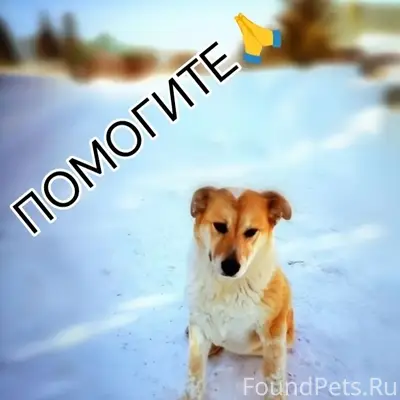 Пропала собака Рыжуля, г. Тула