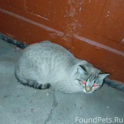 Найдена кошка, светлый окрас, район ЧТЗ