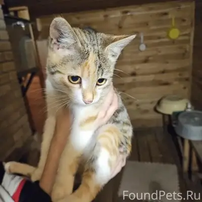 Пропала кошка, С. Заборье