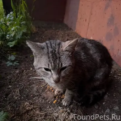 Найден кот, серый окрас, Московский район