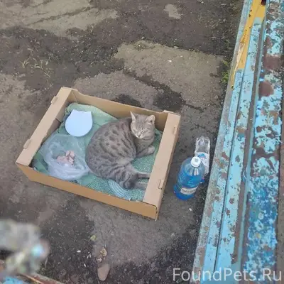 Найдена кошка, Томск, Иркутский тракт
