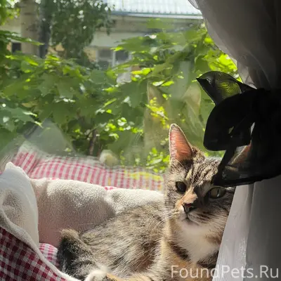 Найдена кошка, Стара Загоре 209