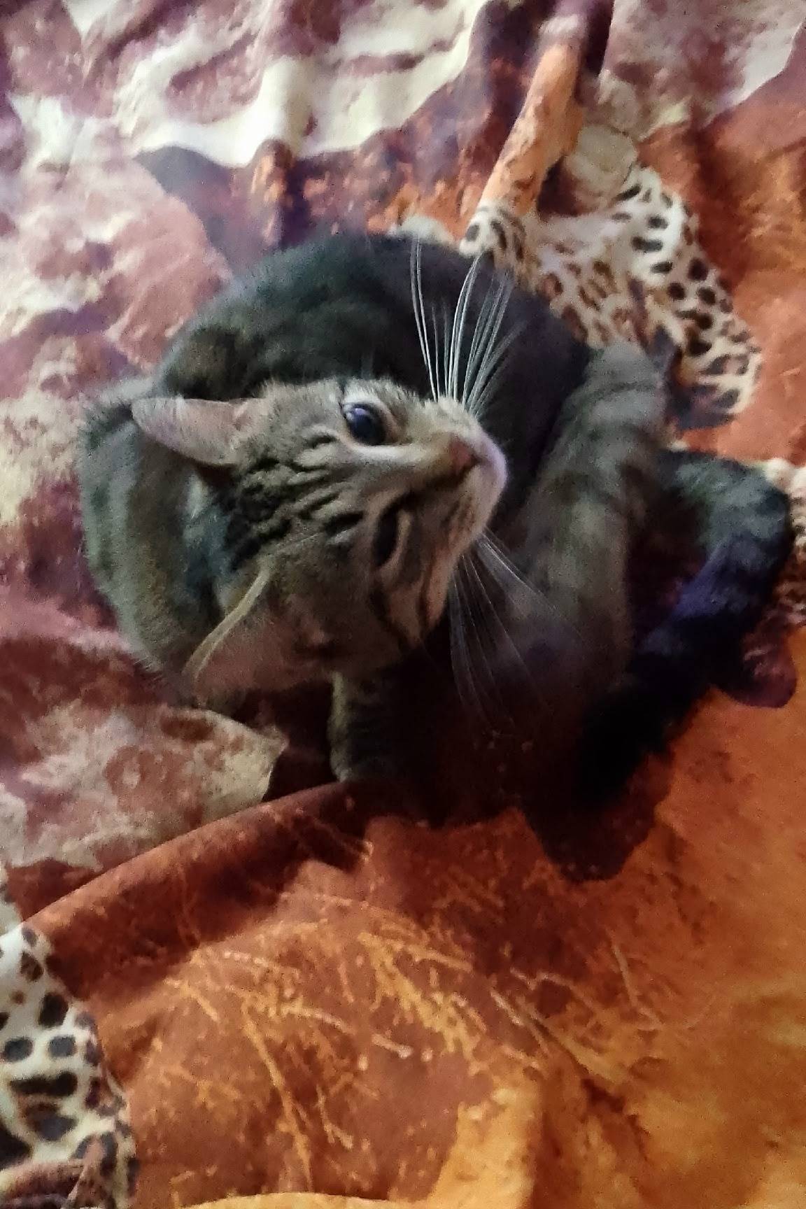 Найден кот, Фрязино