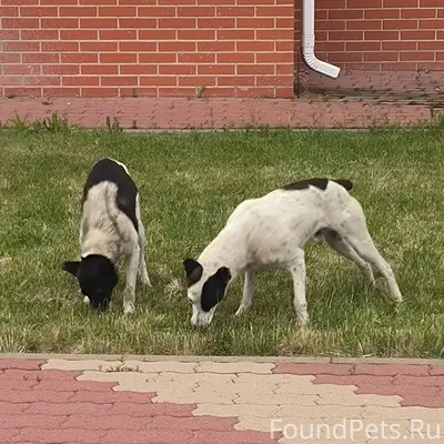 Пропавшие собаки, район Браер Парка