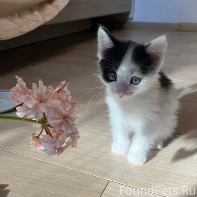 Найден котёнок, сломан хвостик