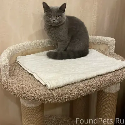 Пропала кошка Соня, СНТ «Солнечное» (Чашниково)