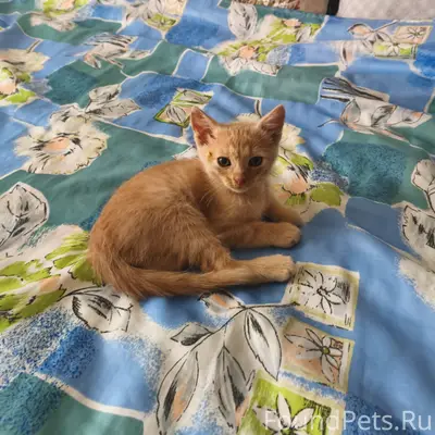 Найден рыжий котёнок, Коломна