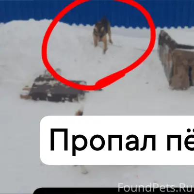 Пропал пёс, район карьера