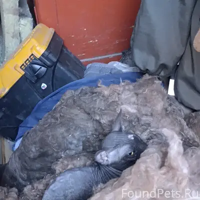 Найден кот, Тимирязево