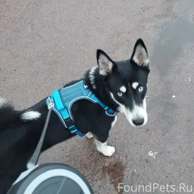 Пропал метис хаски Бенедикт, район ФОКа