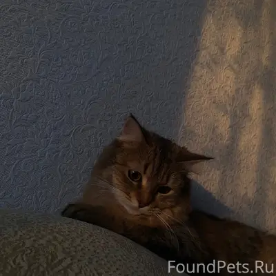 Пропала кошка Буся, проспект Гагарина