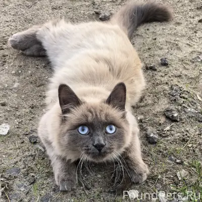 Пропала кошка, розовый ошейник