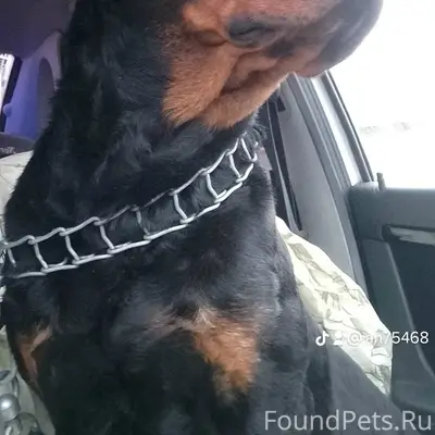 Пропала девочка ротвейлер, недалеко от Старотулиновской дороги