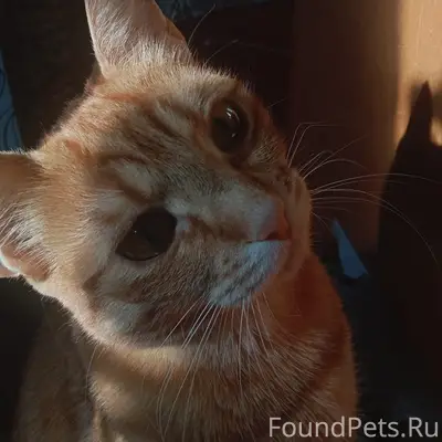 Пропала кошка Аппа, есть особые приметы