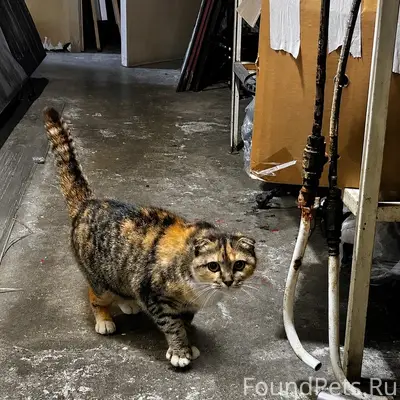 Найдена вислоухая кошка, Невский район