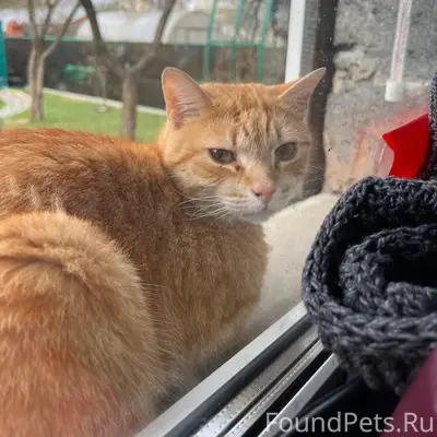 Пропал рыжий кот Фуфик, район Загвоздки